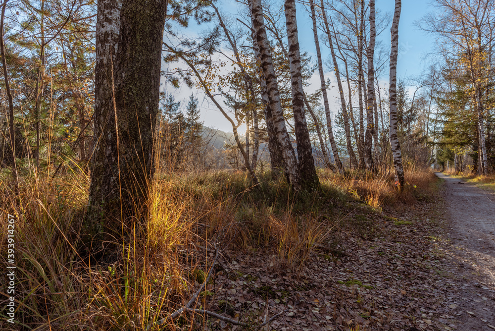 Weg durchs Moor mit Bäumen im Gegenlichta m Abend Weg durchs Moor mit Bäumen im Gegenlichta m Abend