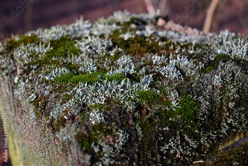 Moss Blooming on a Fence Post