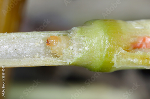 larva of Stem Borer Sawfly Cephus pygmaeus (Cephidae) and damaged stalk of cereals. It is a important pest of cereals. photo