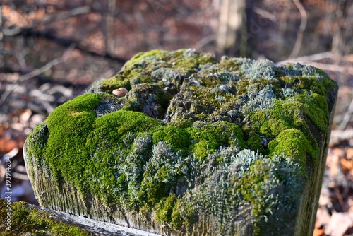 Moss on a Fence Post