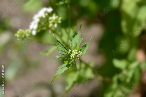 White snakeroot