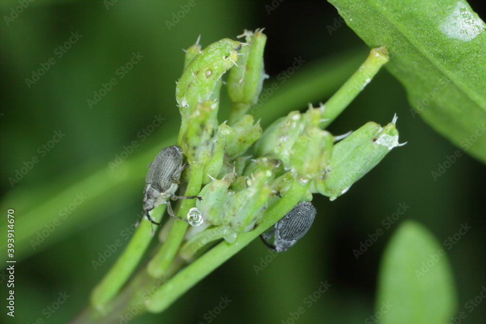 Ceutorhynchus napi and Ceutorhynchus pallidactylus (formerly quadridens) Cabbage Stem Weevils. Beetles from family Curculionidae, pest of oilseed rape (canola) plants and other cabbage. Ceutorhynchus napi and Ceutorhynchus pallidactylus (formerly quadridens) Cabbage Stem Weevils. Beetles from family Curculionidae, pest of oilseed rape (canola) plants and other cabbage.