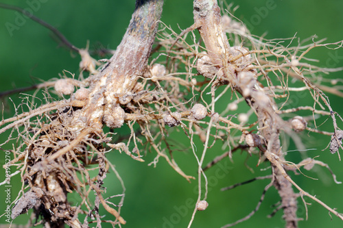 Quadro su tela Nodules of soybean