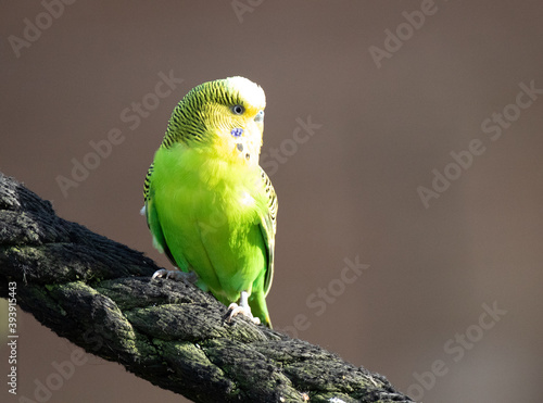 Sittig in freier Natur photo