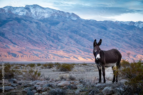 Wild donkey on American desert at sunset.