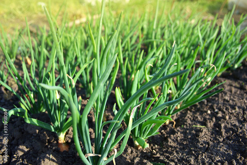 Green onions seedlings in the vegetable garden On the Sunset. Home growing vegetables in spring time.