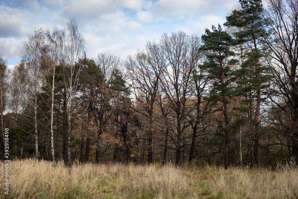 Autumn forest, park, sunny day, natural landscape Autumn forest, park, sunny day, natural landscape
