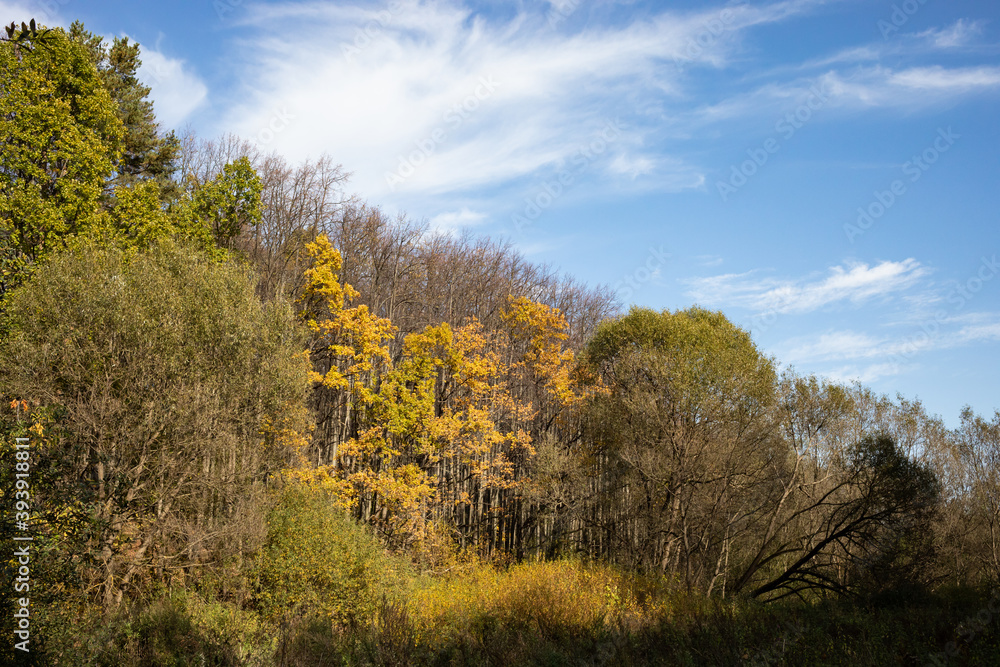 Autumn forest, park, sunny day, natural landscape