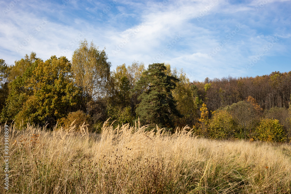 field of dry autumn grass in the park, sunny day, natural landscape