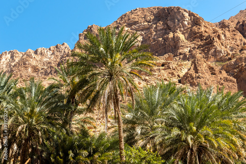 Landscape of Wadi Tiwi oasis with mountains and palm trees in Sultanate of Oman.