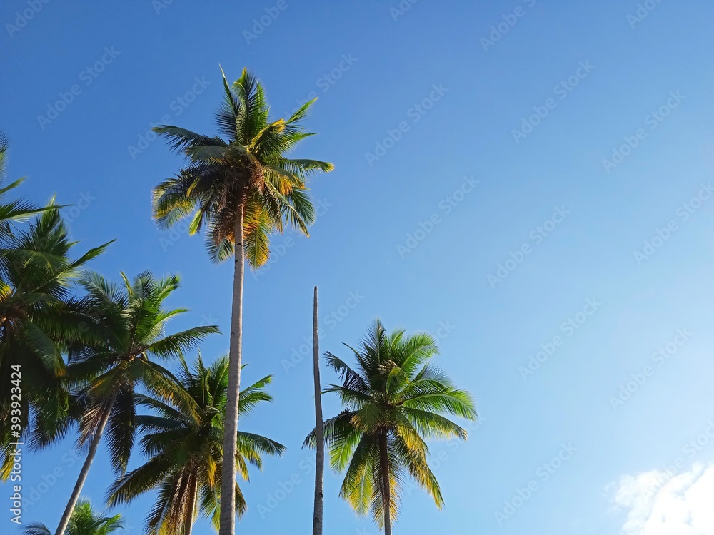 palm trees against blue sky palm trees against blue sky