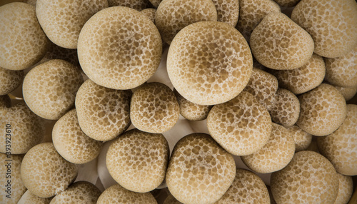 Top view of a bunch of brown beech mushroom. Buna-shimeji.