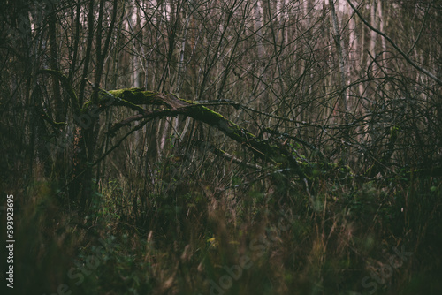 Fototapeta Naklejka Na Ścianę i Meble -  Tajemnice  i sekrety lasów. Mistyczne drzewa