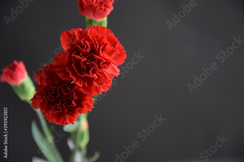 Carnations red flowers on dark background czerwone goździki kwiaty na ciemnym tle