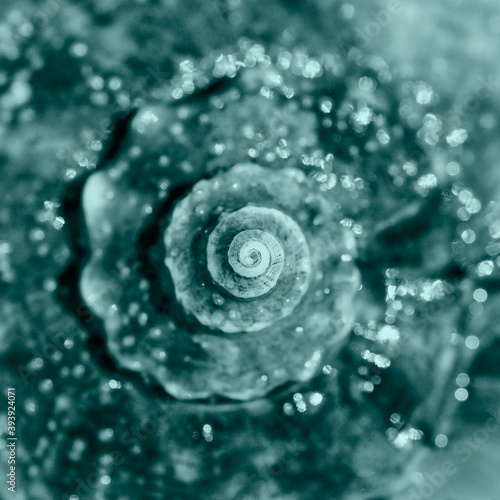 Cuadro en lienzo Sea shell close up