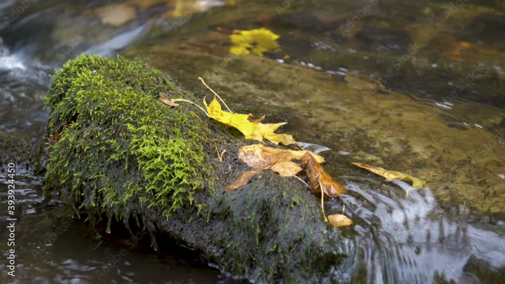 Closer look of the dried leaves on the rocks in Lahemaa National Park with the running water in the river in Estonia Closer look of the dried leaves on the rocks in Lahemaa National Park with the running water in the river in Estonia