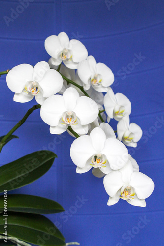 White orchid flowers close up
