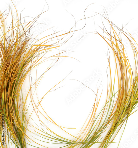 Autumn grass isolated on white background. Colorful autumn wild field grass.