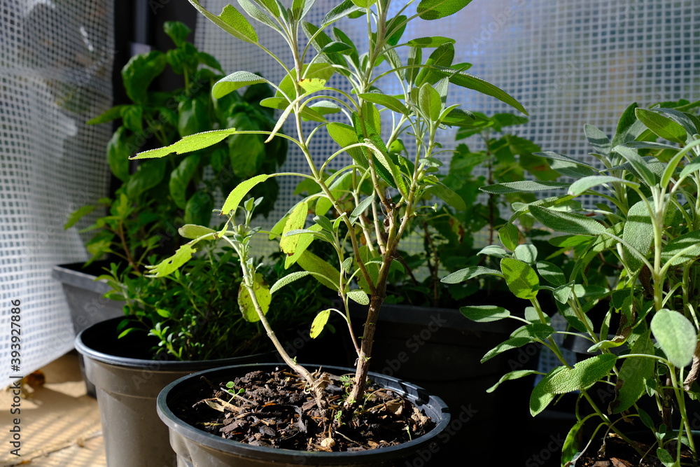 plants growing in the greenhouse backyard nature gardening plants growing in the greenhouse backyard nature gardening