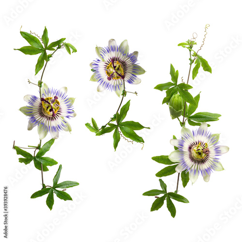 Set of passiflora passionflower branches isolated on white background. Big beautiful flower. A branch of creepers. photo