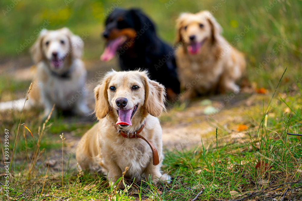 Four cute small dogs are posing on nature background. Blurred background. Pets and animals. Four cute small dogs are posing on nature background. Blurred background. Pets and animals.