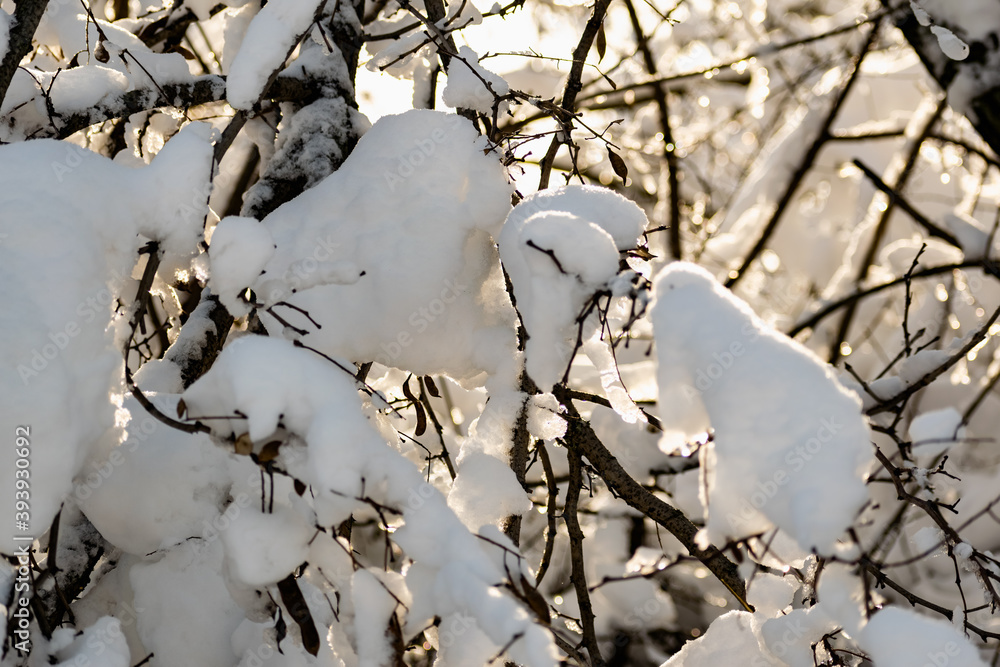 Branches of bare trees and trees without leaves under a lush layer of snow in winter at a beautiful time of year. Cooling view of nature after a snowfall Branches of bare trees and trees without leaves under a lush layer of snow in winter at a beautiful time of year. Cooling view of nature after a snowfall