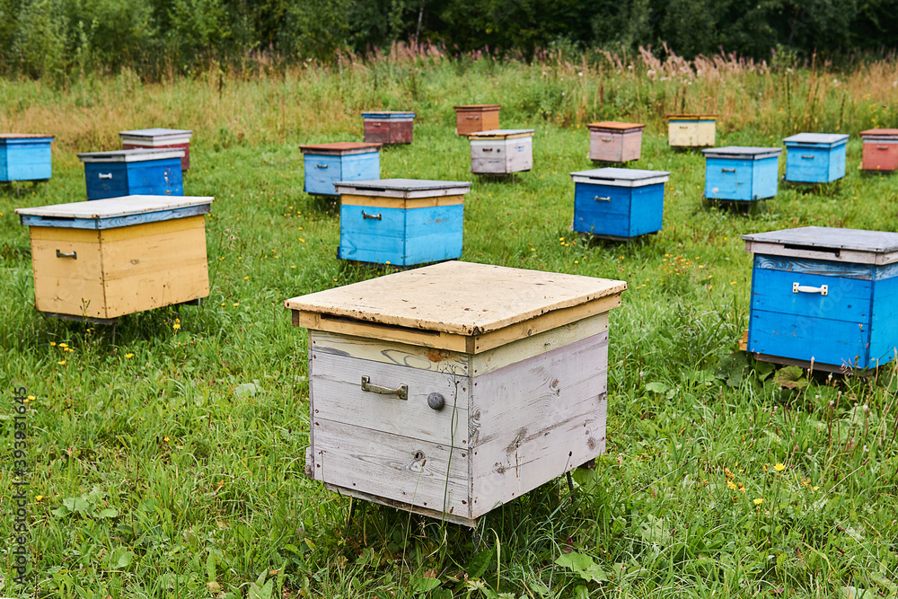 bee yard in a forest glade with wooden hives bee yard in a forest glade with wooden hives