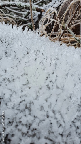 frost on wood in forrest