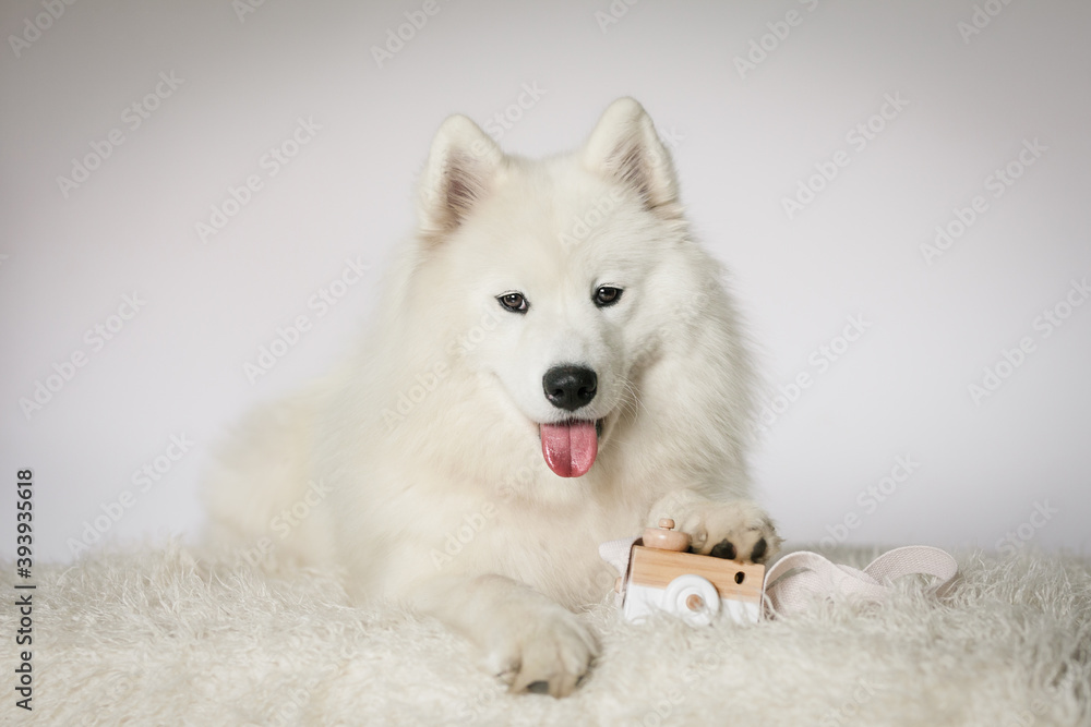 portrait of samoyed dog in the white background portrait of samoyed dog in the white background