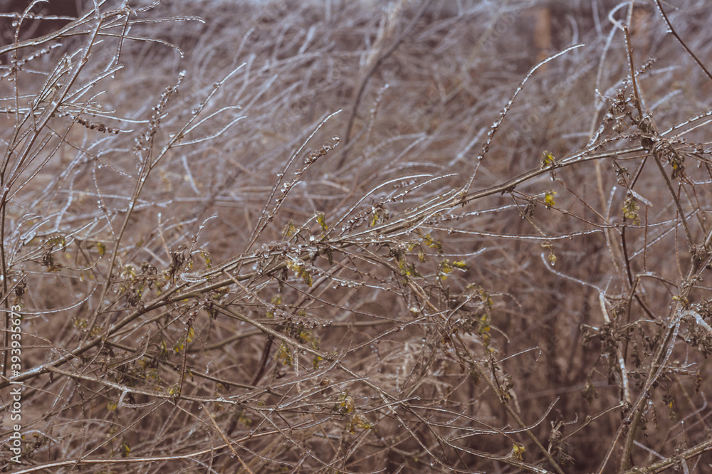 brown grass in a field after a freezing rain in late autumn brown grass in a field after a freezing rain in late autumn