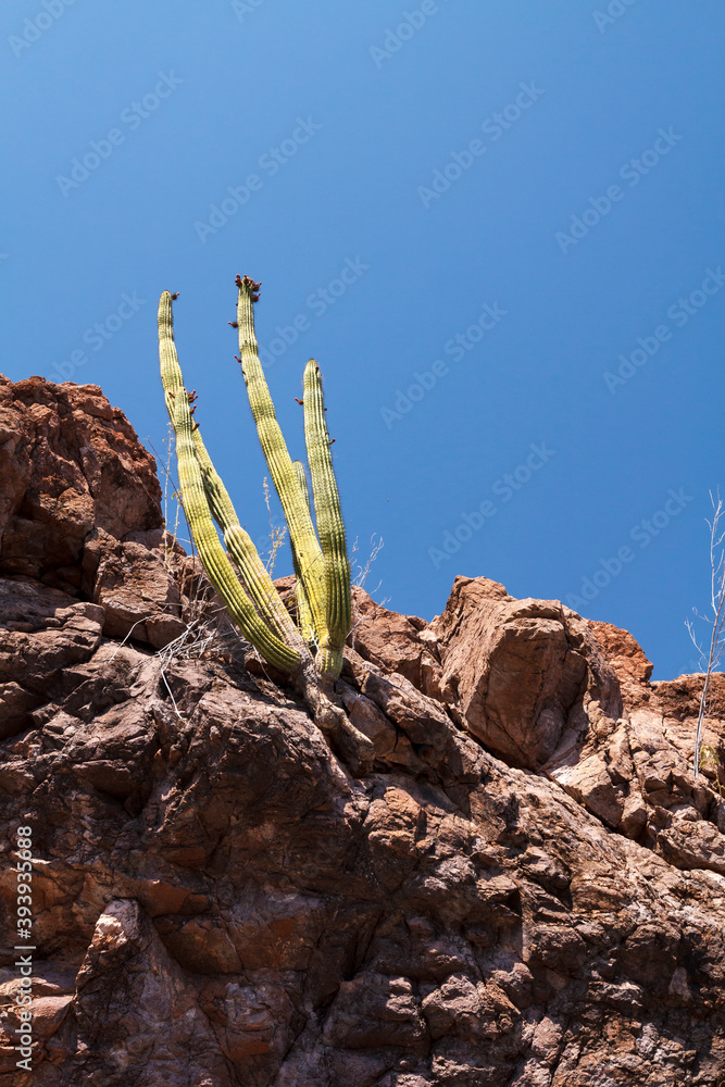 Φωτογραφία A cylindrical, elongated cactus from the Echinocereus genus growing on dry and barren environment , in the Sierra de Guadalupemountains near the Gulf of California, aka the Sea of Cortez