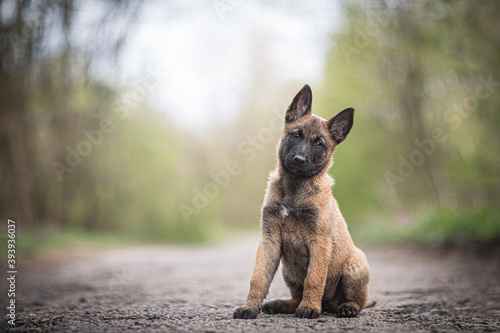 Papier peint Cute puppy, belgian shepherd malinois dog