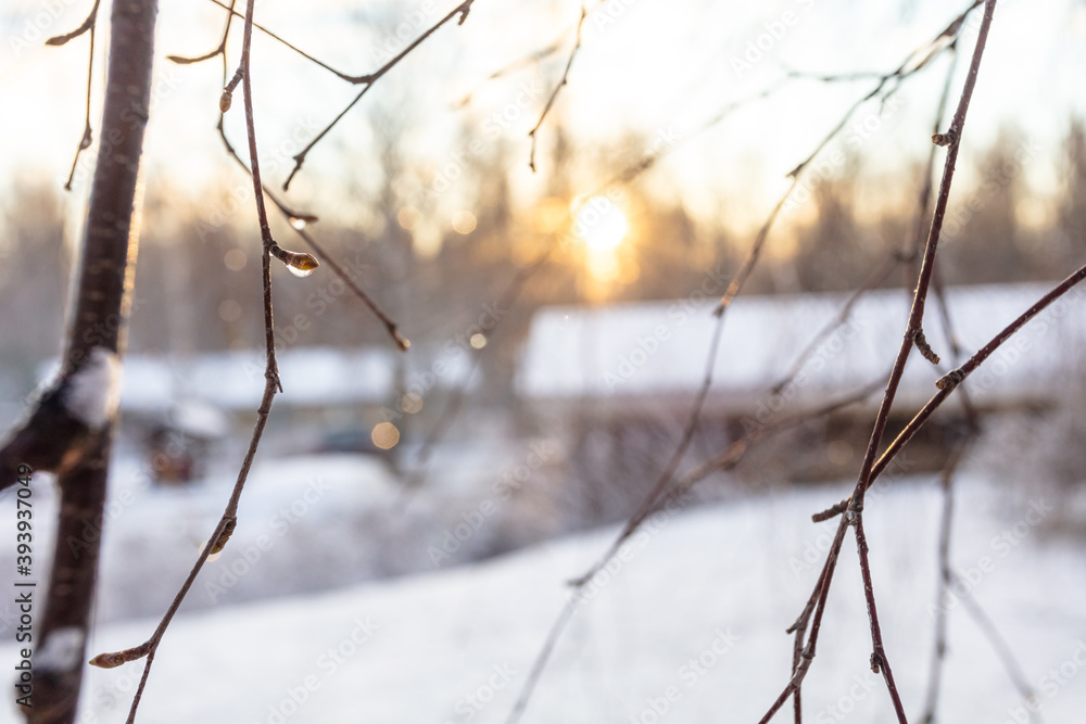 Snow and frozen twigs. Concept, it's winter Snow and frozen twigs. Concept, it's winter