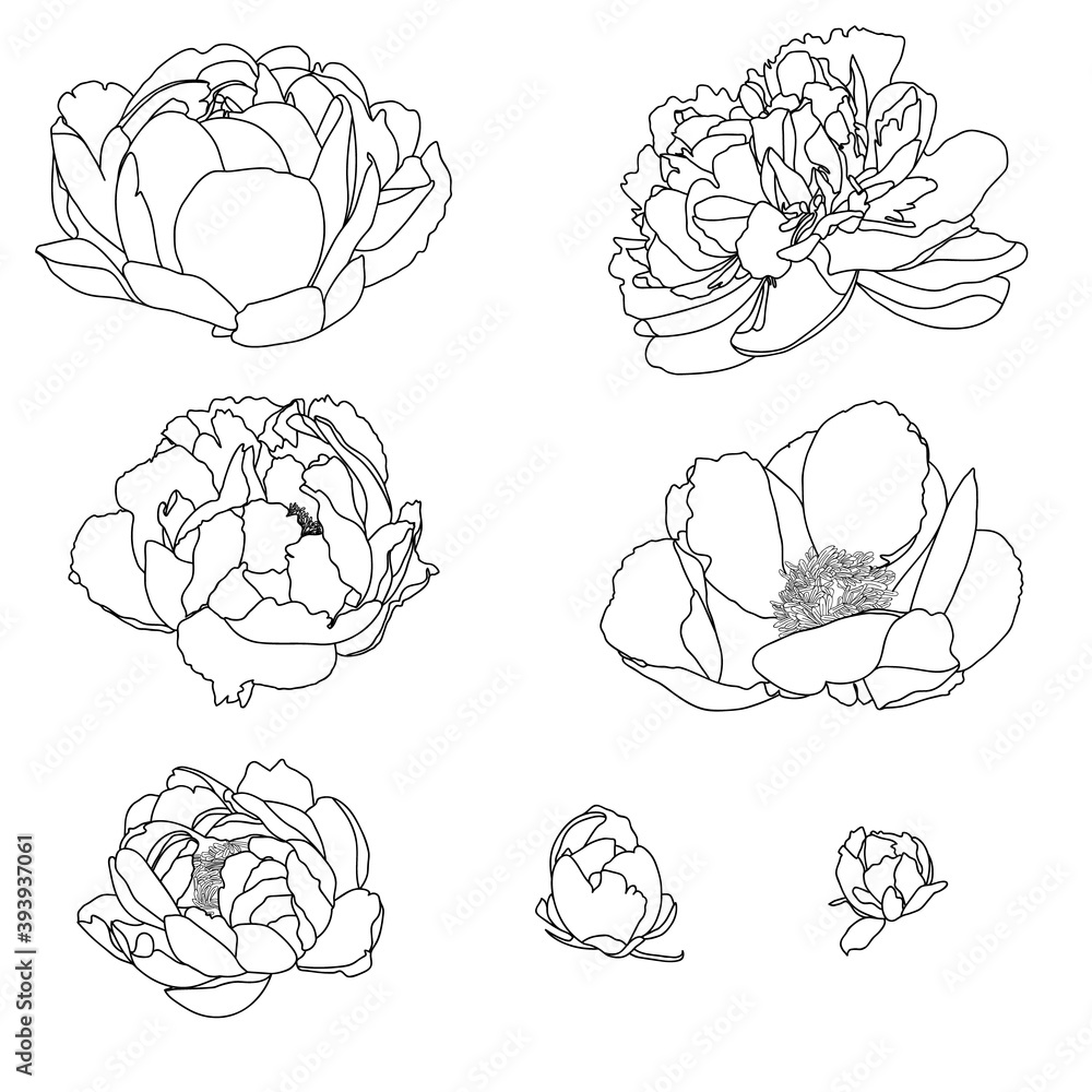 Peony flower hand drawing, Hand drawing, Flower drawing, Sketch, Beautiful hand drawing of peony, Flower art Peony flower hand drawing, Hand drawing, Flower drawing, Sketch, Beautiful hand drawing of peony, Flower art