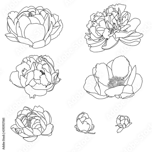 Peony flower hand drawing, Hand drawing, Flower drawing, Sketch, Beautiful hand drawing of peony, Flower art