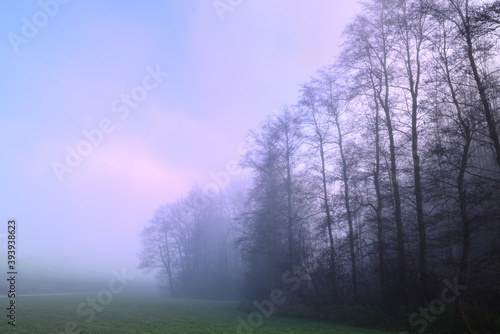 Several trees stand alone in the autumn in the early morning mist in the landscape, at dawn