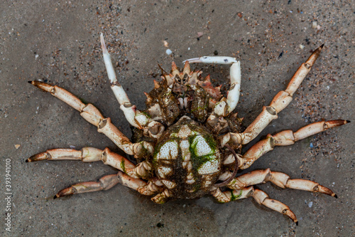 crab on sandy background