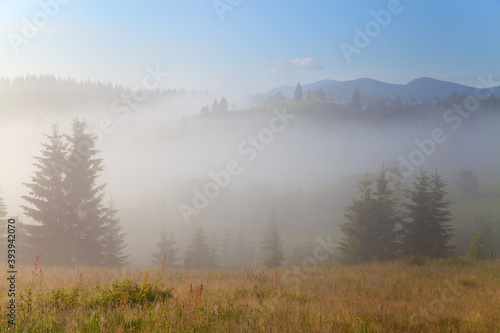 Mountain landscape  lonely fir trees on the pasture  forest and mountain in deep fog.