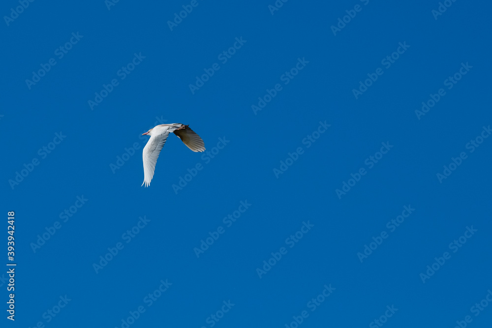 Obraz premium bird in the sky