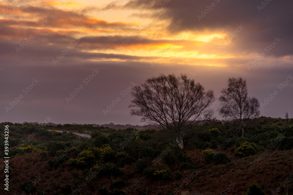 The New Forest, UK, at Dawn