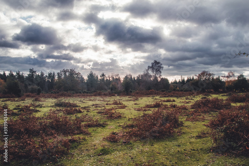 The New Forest UK Heathland Dramatic Sky
