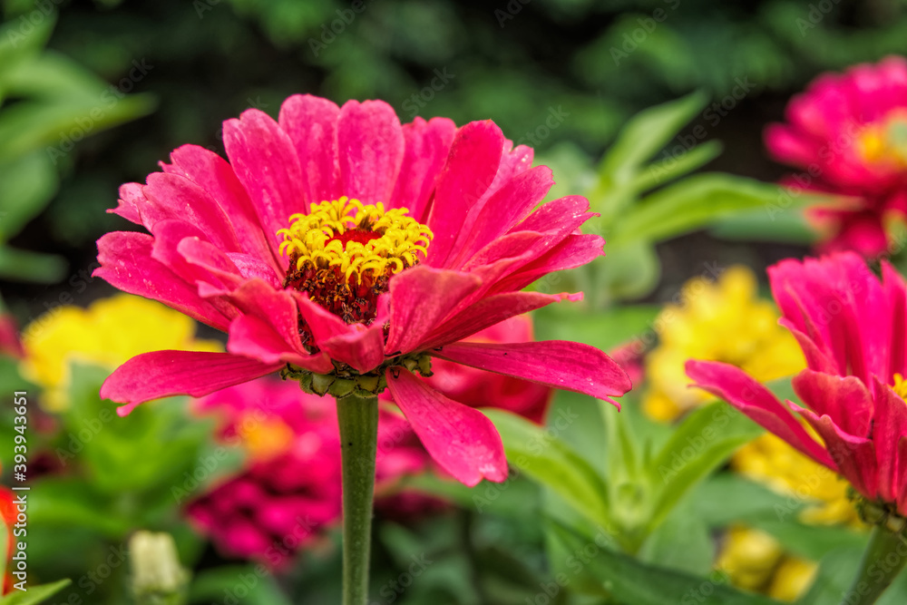 red flower in the garden red flower in the garden