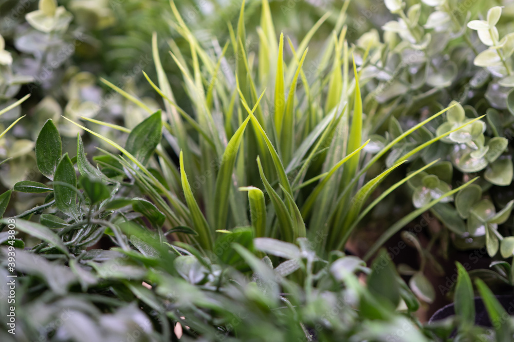 Obraz premium artificial, decorative, green grass for interior decoration