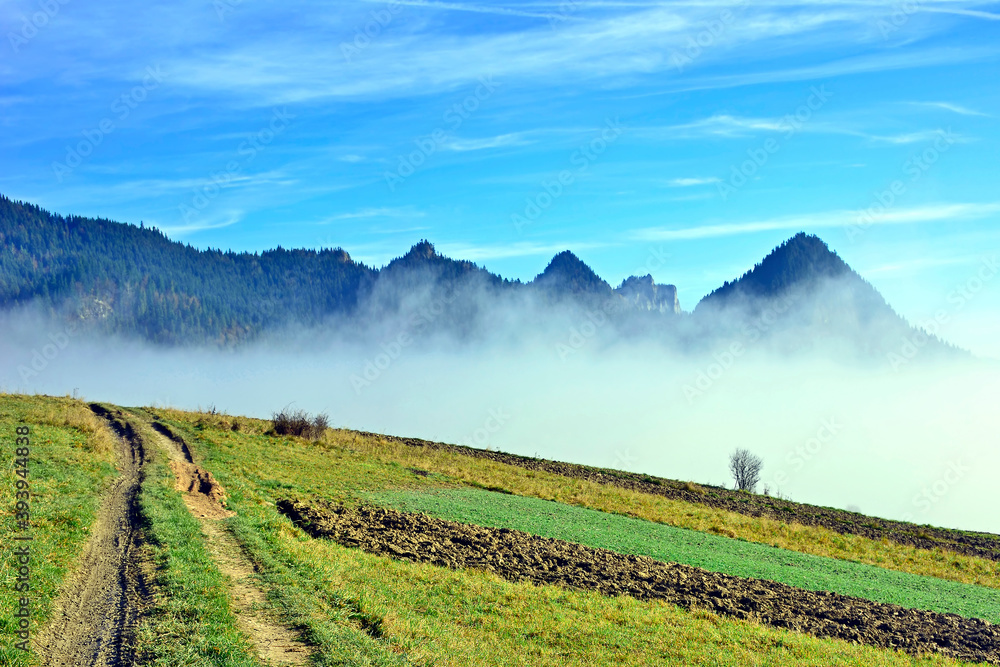 Beautiful view of autumn mountains, trees on a mountain hills. Morning fog in valley between mountain slopes.