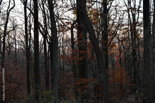 Pennsylvania forest during an autumn sunrise