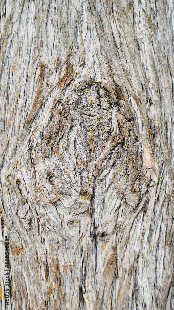 Texture and background for the material. Unique bark pattern of cypress tree Texture and background for the material. Unique bark pattern of cypress tree