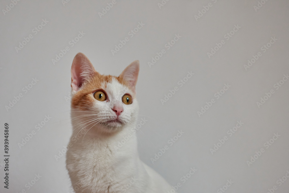 Selective focus shot of cute cats sitting by a white wall Selective focus shot of cute cats sitting by a white wall