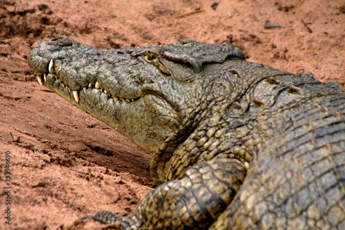 Nile Crocodile / Crocodylus niloticus /. Chobe National Park. Botswana. Africa.