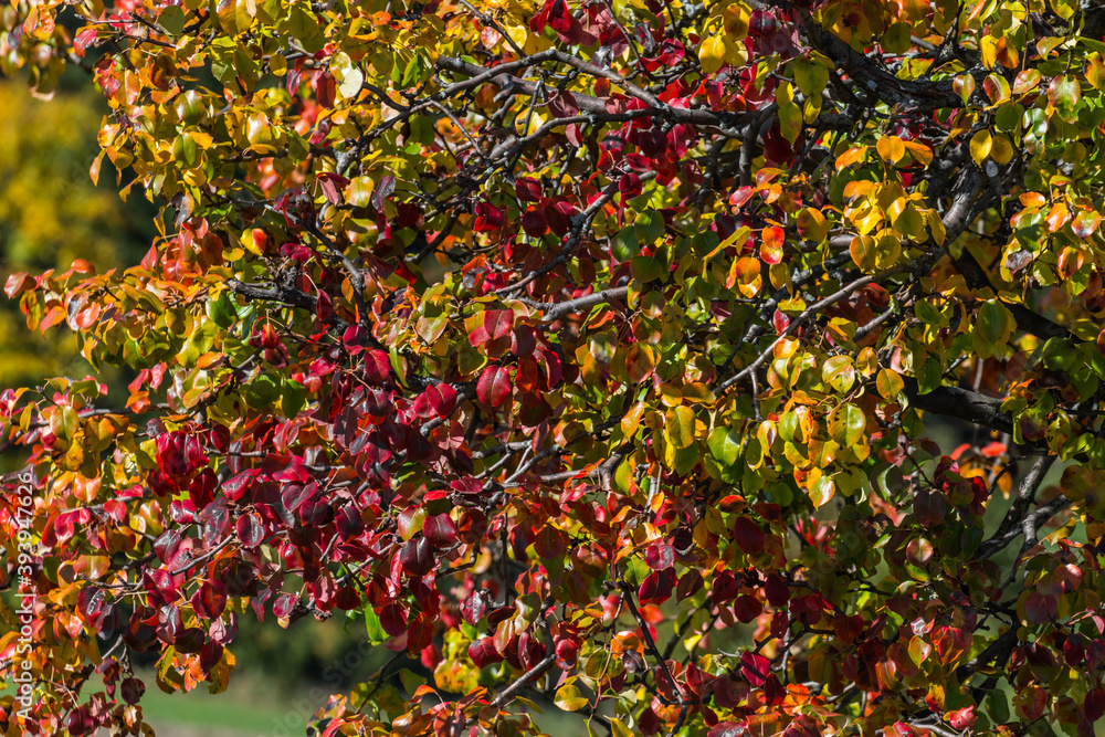 Fototapeta premium different colored leaves from a tree in the autumn sun