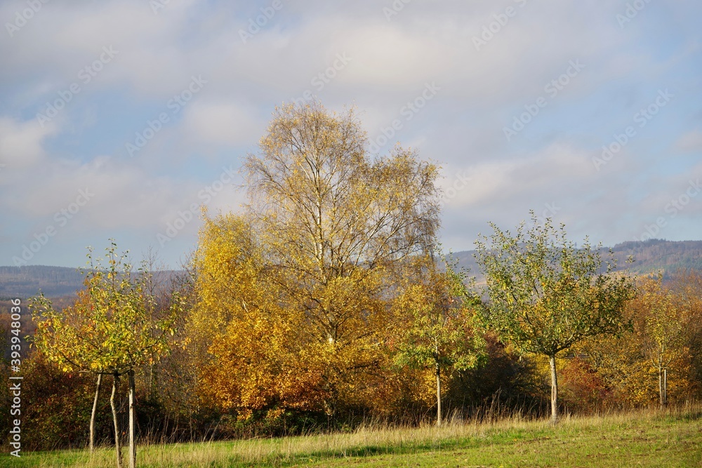 Herbst im Rheingau